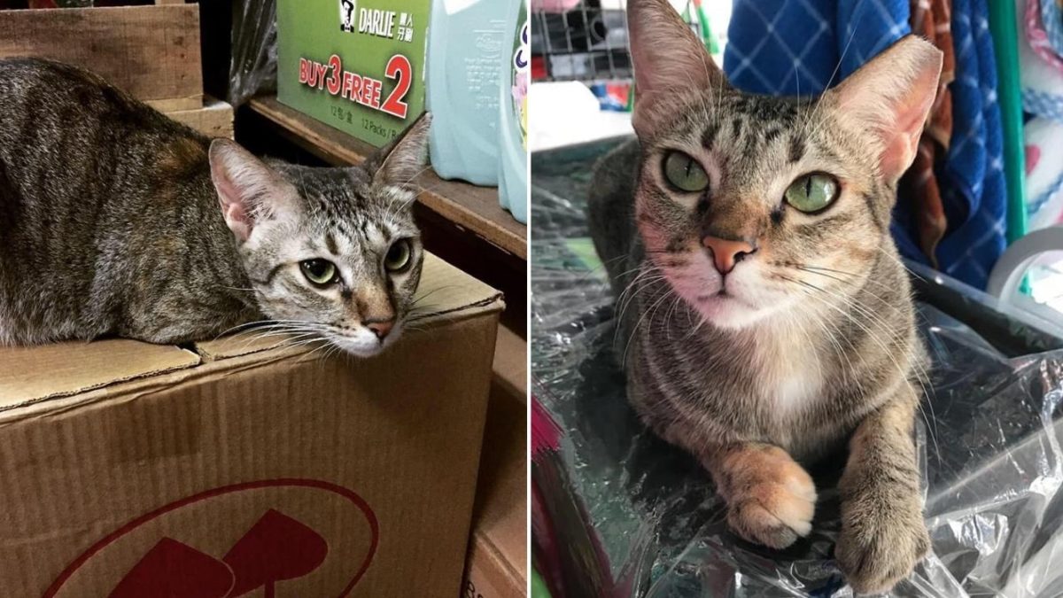 Bukit Merah Cat Missing After Man Allegedly Ties It Up In A Bag Rescuers Seek Help To Find Feline