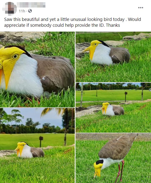 Yellow-Faced Bird Spotted At Changi Golf Course, Existence In The Wild ...