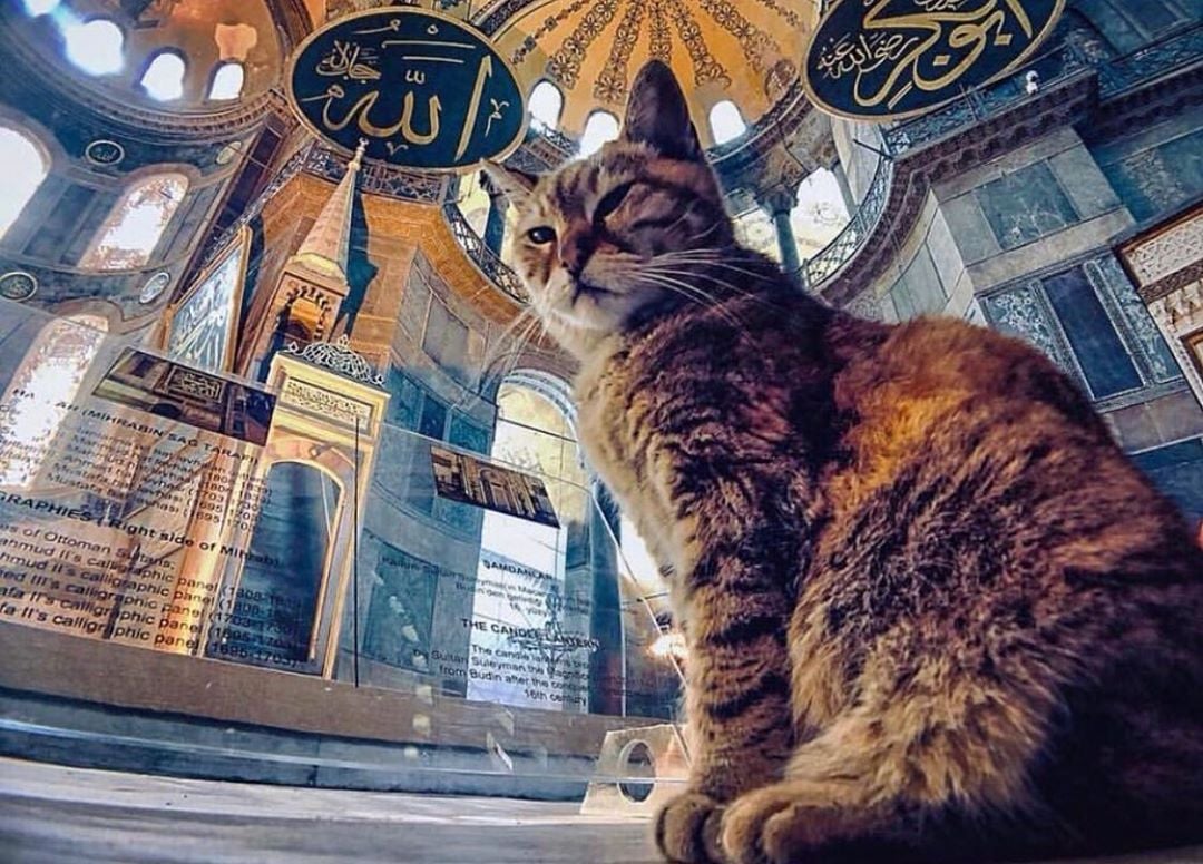 Istanbul Mosque Cat Passes Away From Old Age, Was Petted By Obama