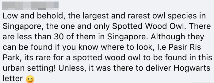 Owl Bukit Timah