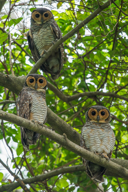 Owl Bukit Timah