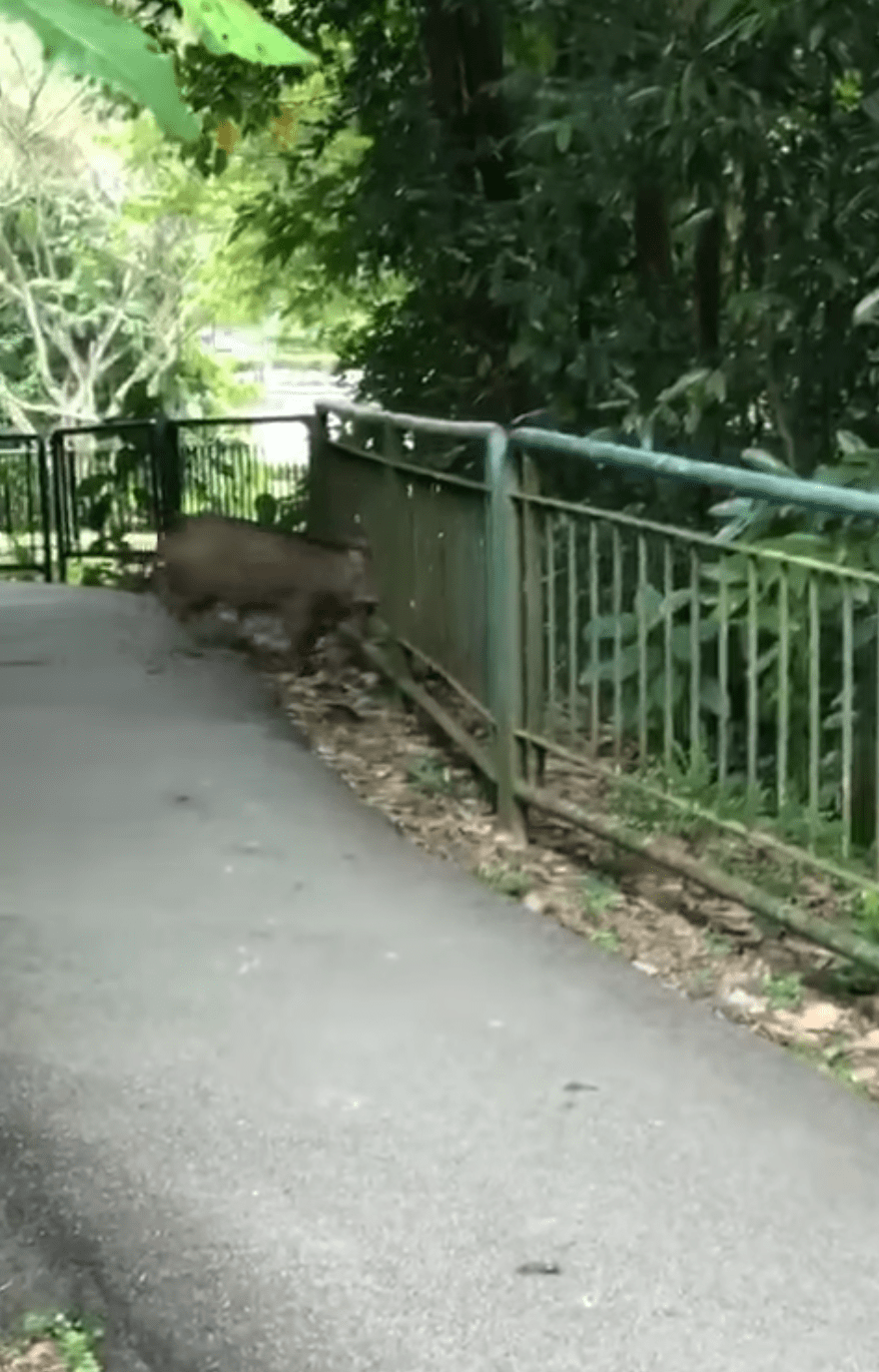 wild boar stuck