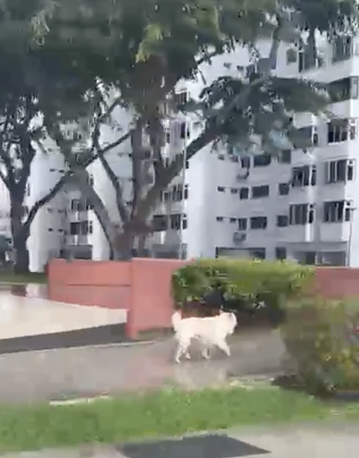 Doggo lost in the rain