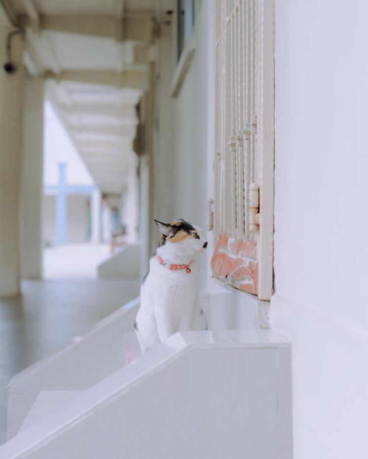 Cat at corridor