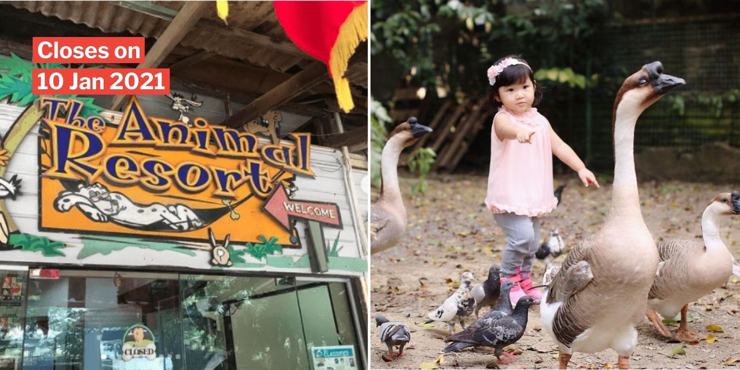 The Animal Resort In Seletar To Close After 20 Years, S'poreans Bid  Farewell To Rustic 'Kampung Zoo'