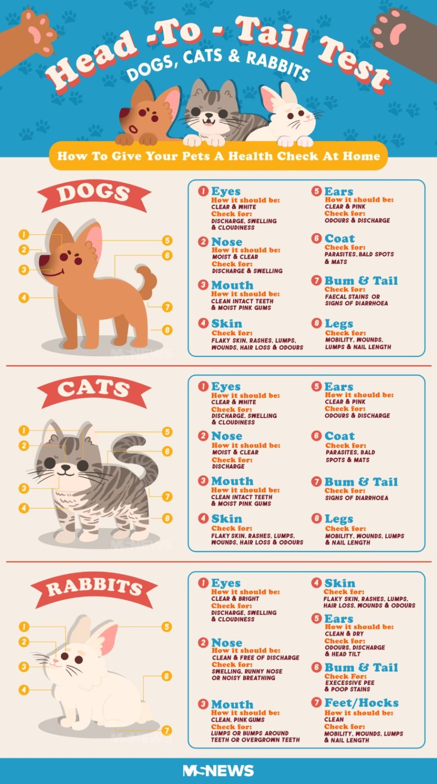 10 Things S'pore Pet Owners Must Consider Before Welcoming An Animal ...