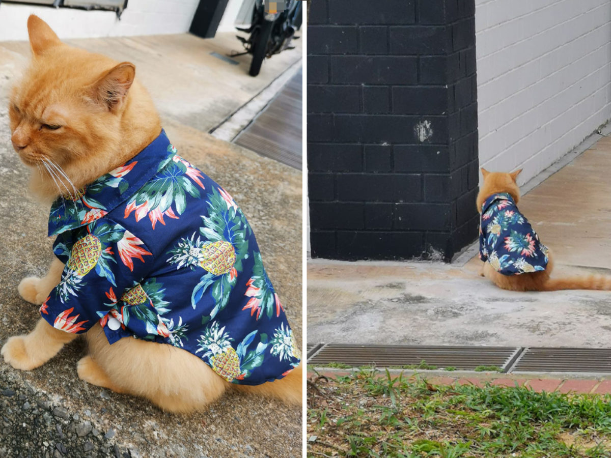 cat in shirt