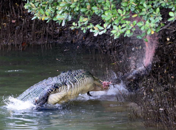 Huge Croc Gobbles Up Monitor Lizard In Sungei Buloh As Man Captures ...