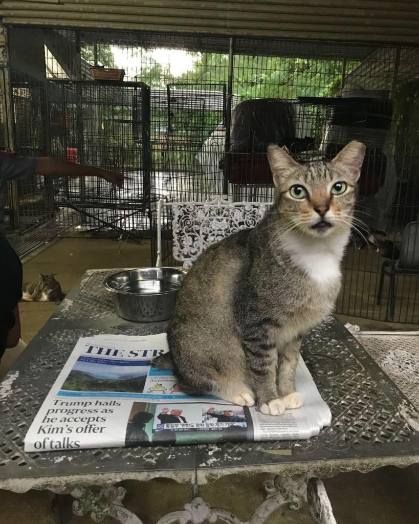 Animal Shelter Seeks Old Newspapers & Pillows For Cat Litter, You Can