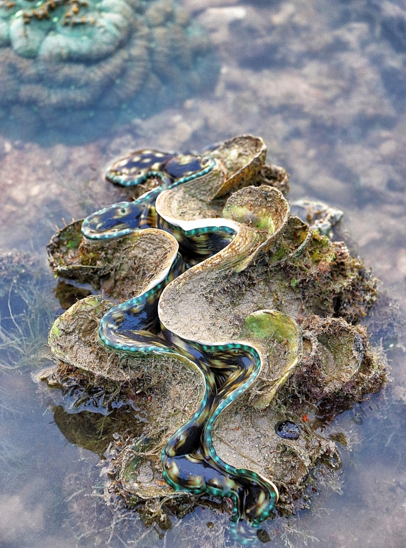 sea anemone sisters' island