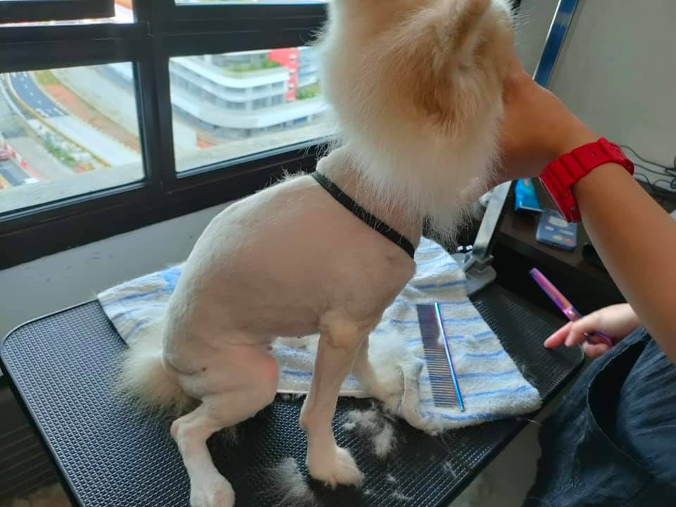 Owner groomer dog
