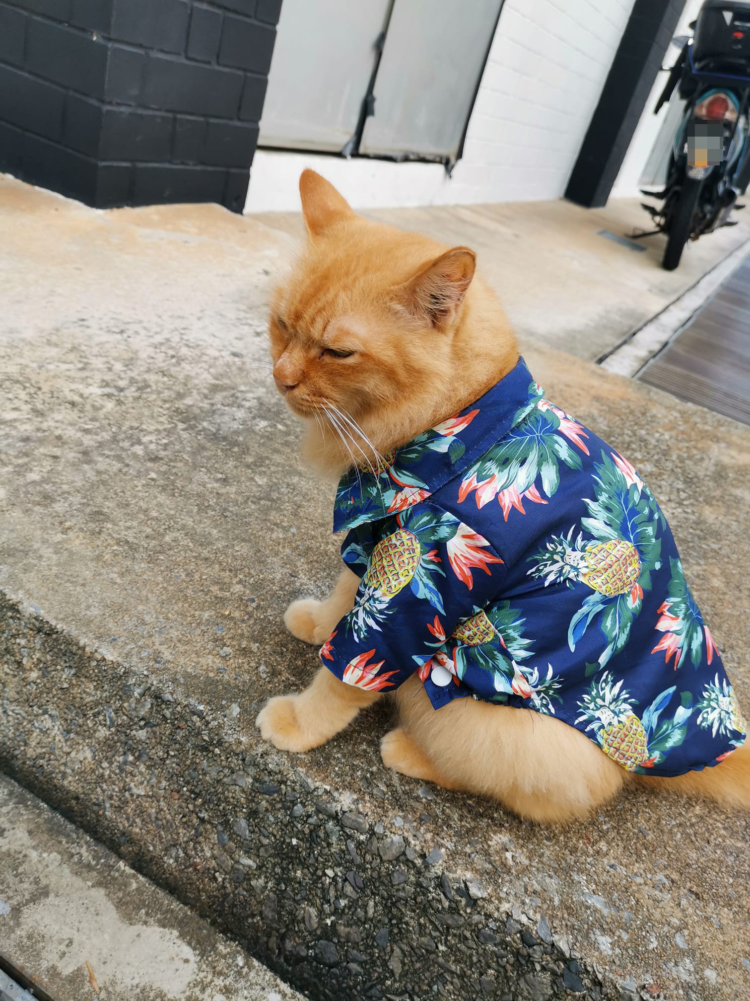 Cat In Adorable Hawaiian Shirt Spotted At Tampines, Animal Lovers