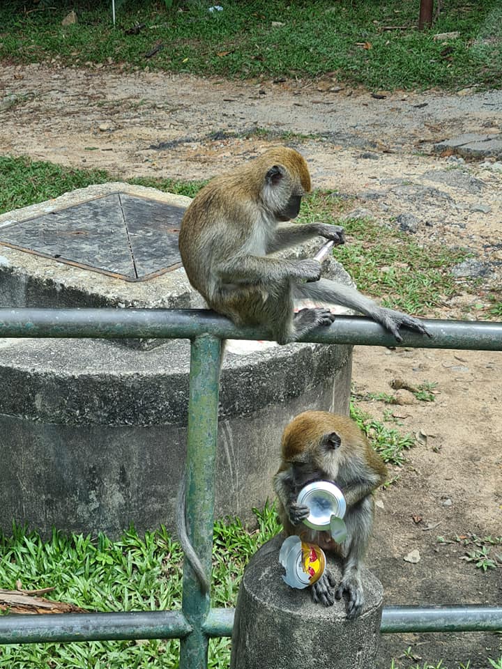 bukit timah macaque syringe