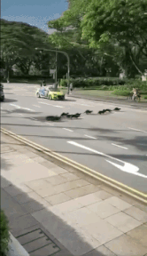 otter family crosses road