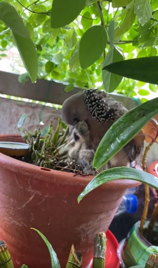 HDB Resident Shelters Dove Family From Rain, Looks After Them For