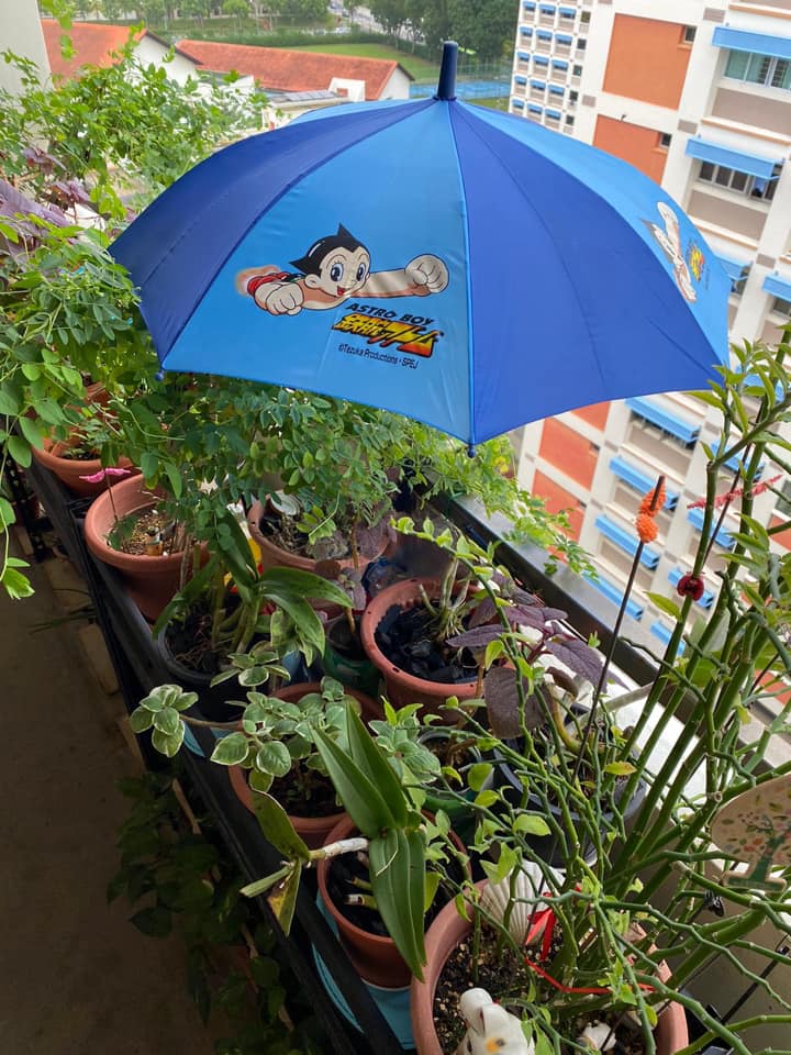 HDB Resident Shelters Dove Family From Rain, Looks After Them For