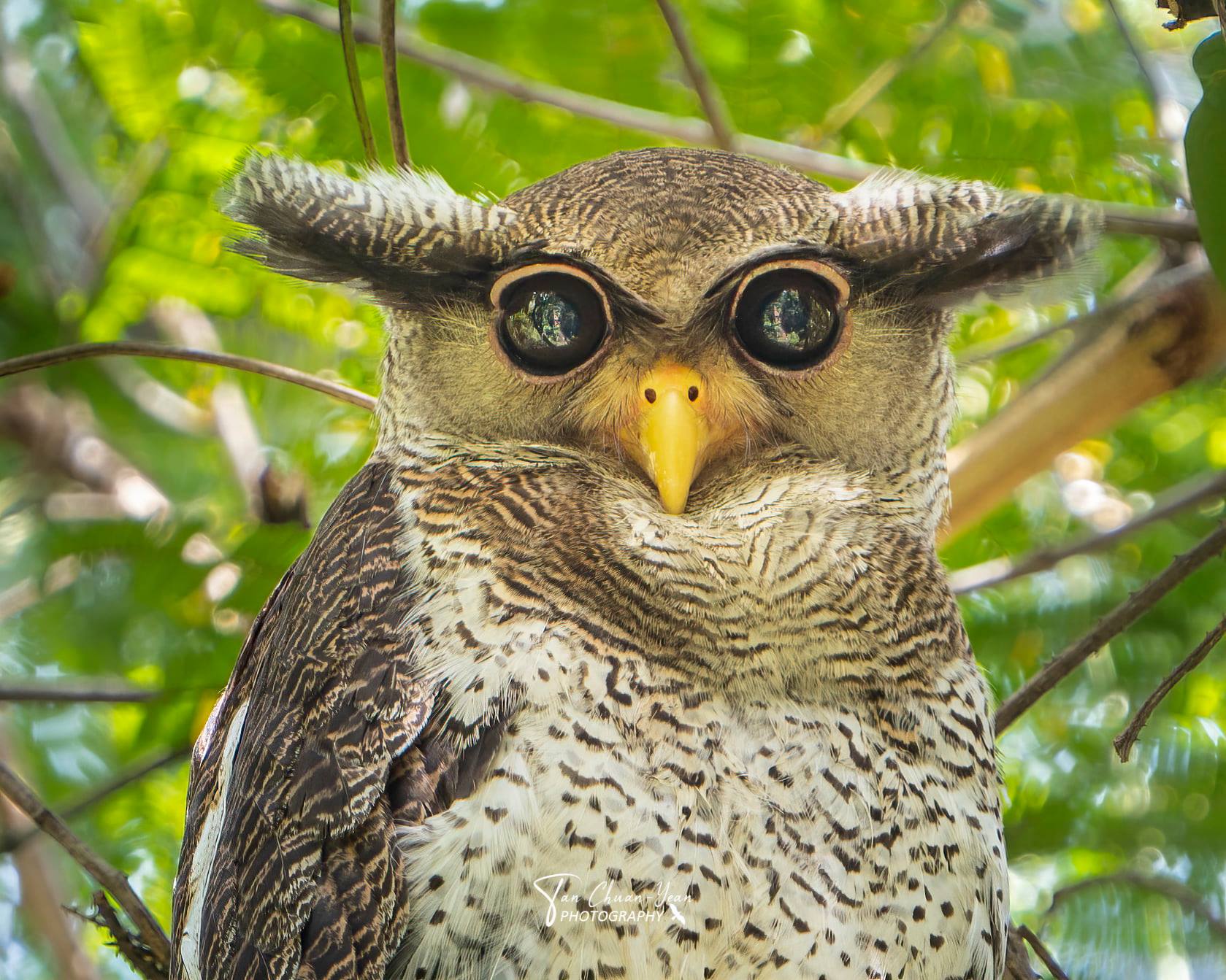 barred eagle-owl