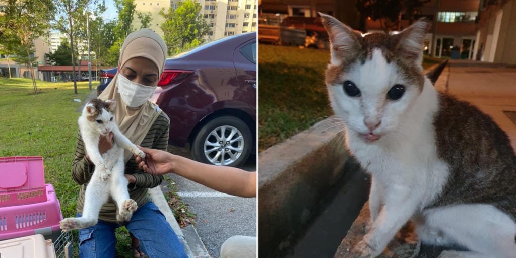 Owner Reunited With Lost Cat After 3 Years, Feline Somehow Travelled ...