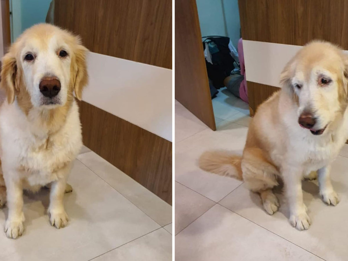 why is golden retriever not allowed in hdb?