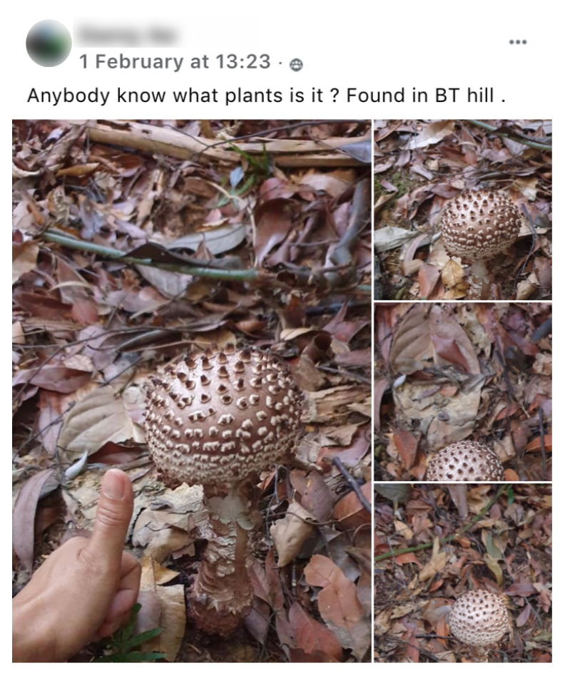 Spiky mushroom