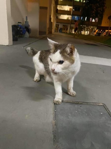 Owner Reunited With Lost Cat After 3 Years, Feline Somehow Travelled ...