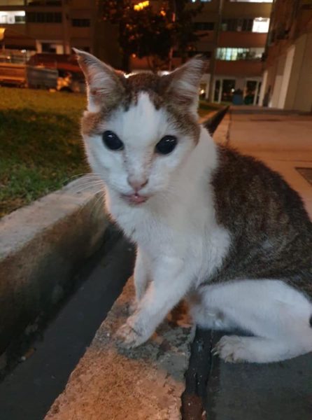 Owner Reunited With Lost Cat After 3 Years, Feline Somehow Travelled ...