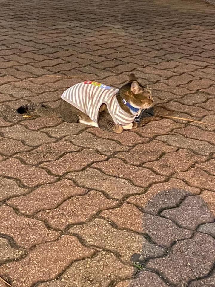 Cat In Adorable Hawaiian Shirt Spotted At Tampines, Animal Lovers