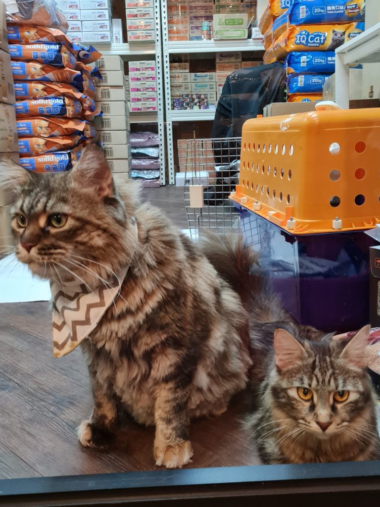 Man Entrusts 5 Cats To S'pore Pet Store Before Passing Away From