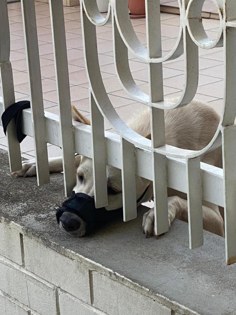 Dog Allegedly Abused By S’pore Owners Now Safe With AVS, Seeks New