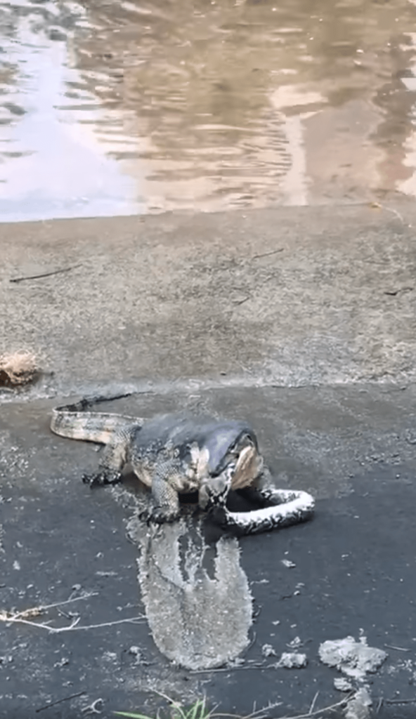 Monitor Lizard Chomps Down On Python At Ulu Pandan, Crowds Gather To ...
