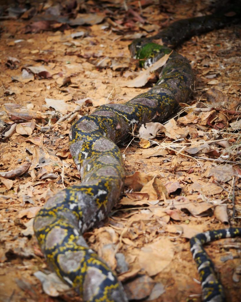 Monitor Lizard Chomps Down On Python At Ulu Pandan, Crowds Gather To ...