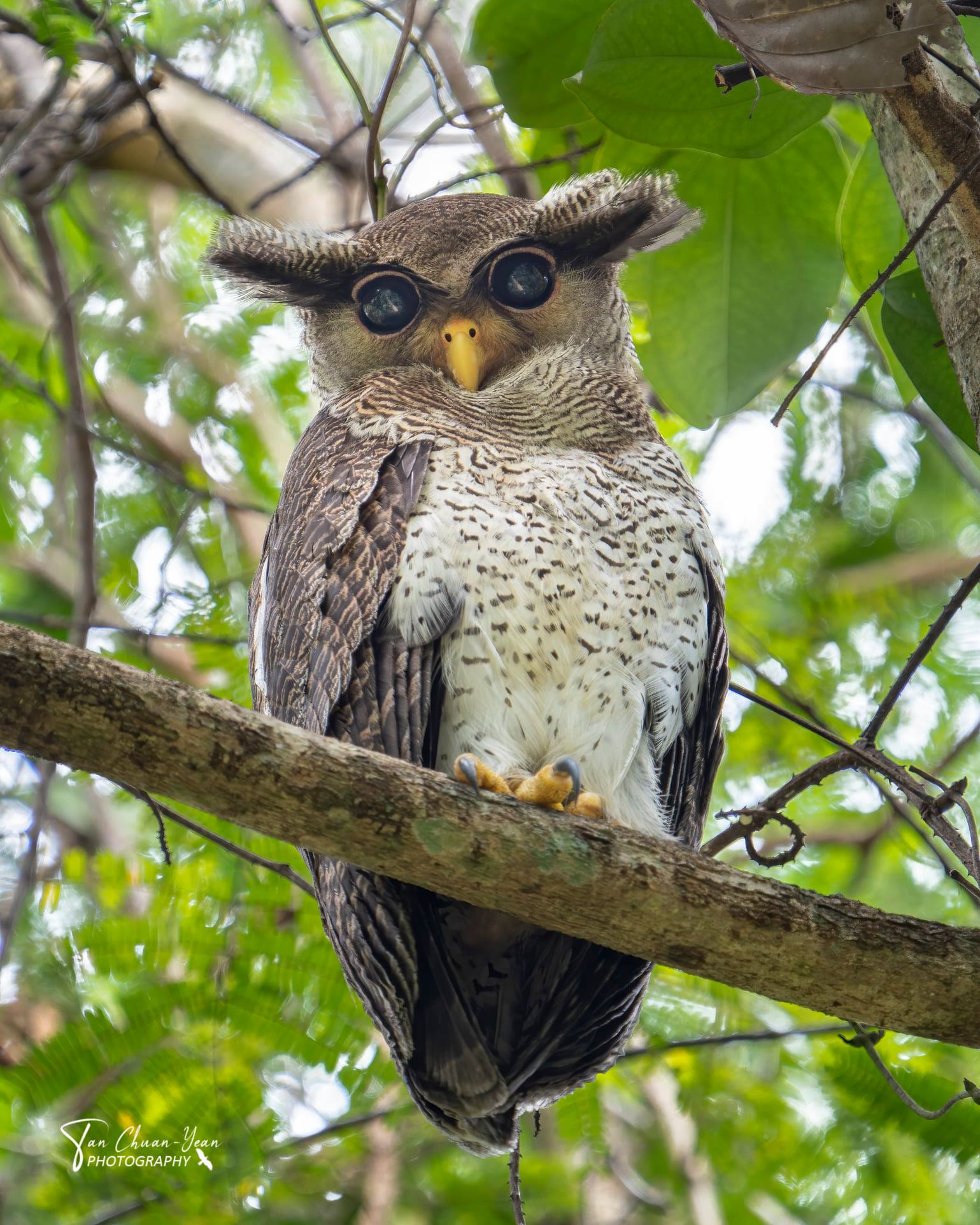 barred eagle-owl