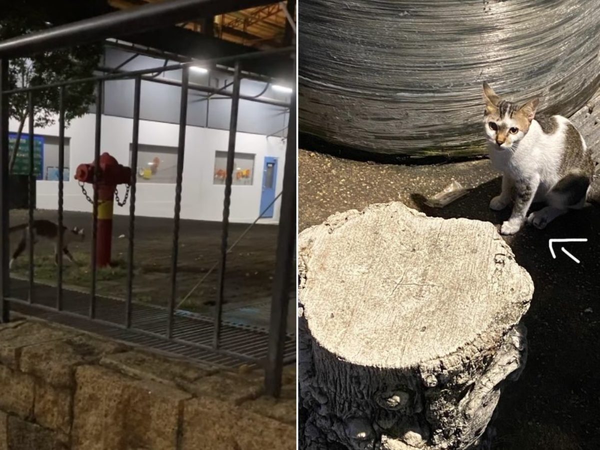 cat on fish hook Slunger Dragging Rig Feral cat rescued from gruesome