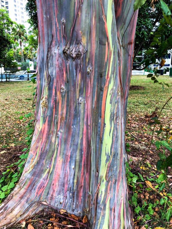 Tree With Rainbow Bark Found In Katong Looks Like Melted Paddle Pop
