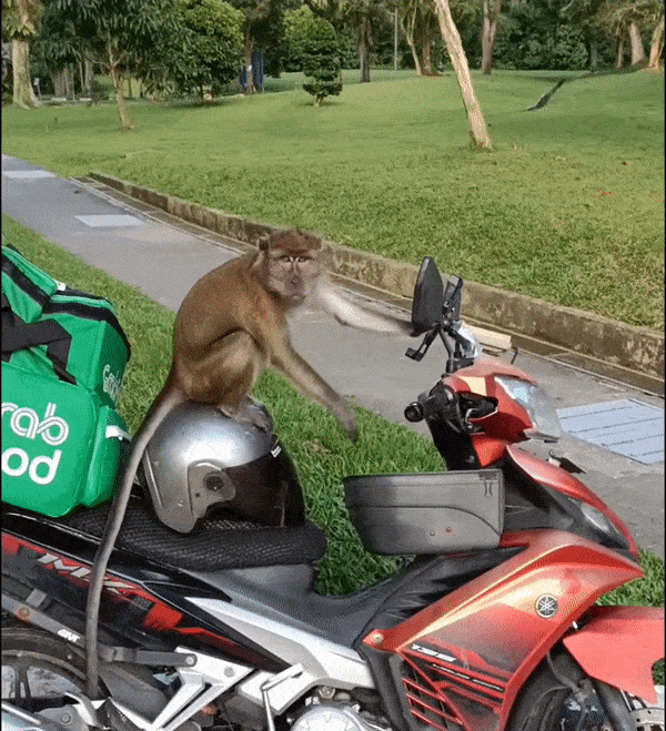 Macaque-grabfood-motorbike-2.gif