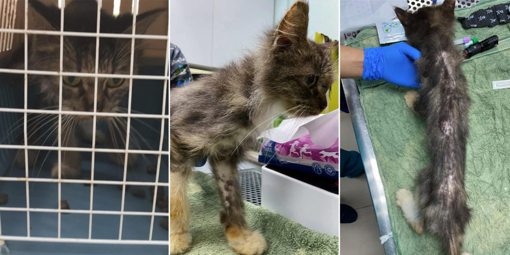 Rescuer Finds Malnourished Cat At Choa Chu Kang Crescent, Donors Raise