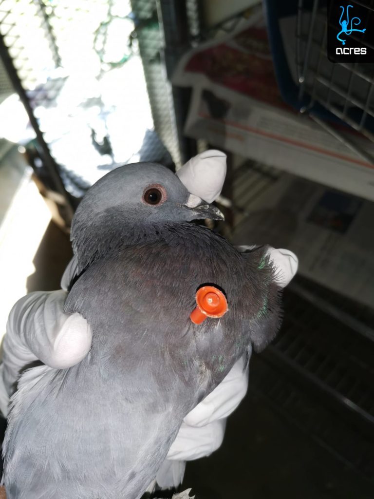 ACRES Gets More Reports Of Pigeons Shot By Darts In Tampines, Appeals