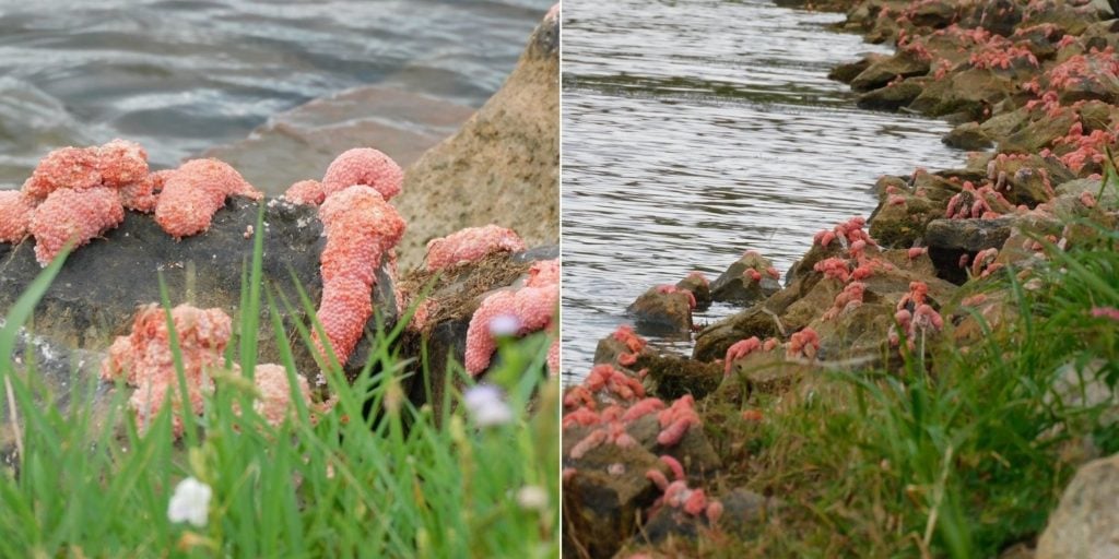 S'pore Reservoir Invaded By Alien-Like Eggs, Netizens Say They Look ...