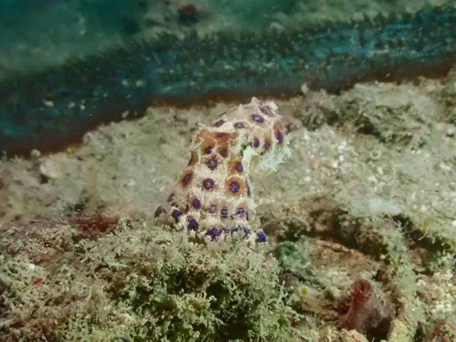 blue-ringed octopus 2