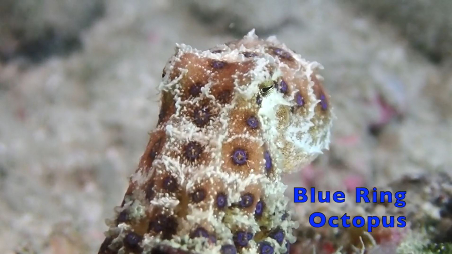 blue-ringed octopus 3