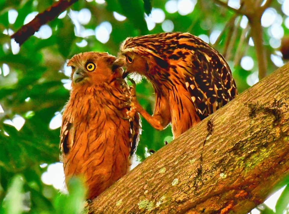 Owlet falling nest