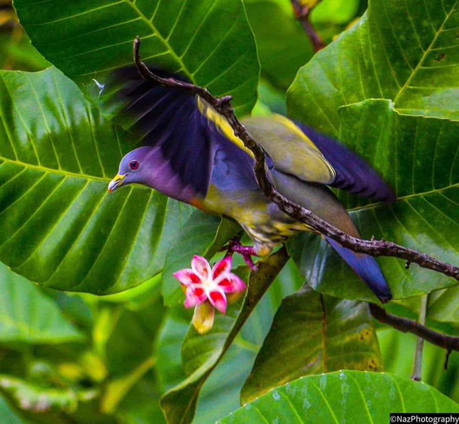 photogenic purple pigeon 3