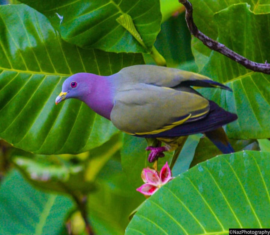 photogenic purple pigeon 1