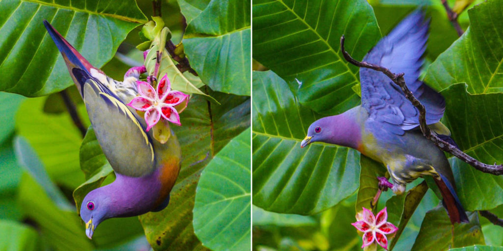 stockx purple pigeon