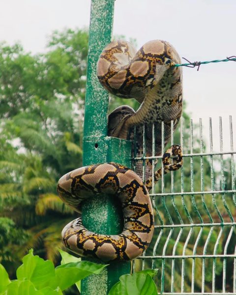 Massive Python Coils Around Fence Near Downtown East, It's Likely ...