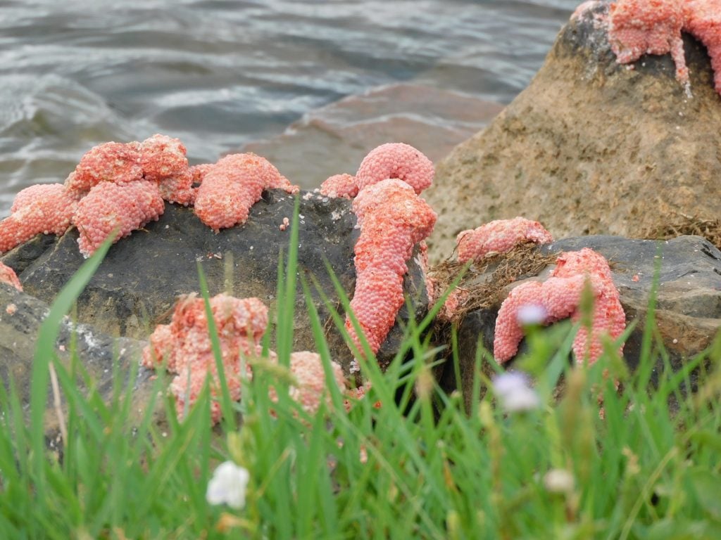 S'pore Reservoir Invaded By Alien-Like Eggs, Netizens Say They Look ...