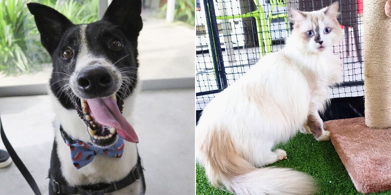 SPCA S'pore Open To Walk-Ins Again From 1 Mar, Furkids Await A Forever Home