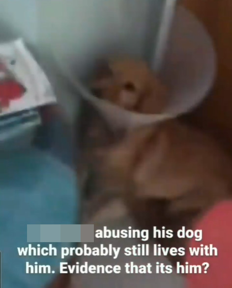 Dog With Cone Gets Kicked Multiple Times In 2 Viral Videos, SPCA Investigating