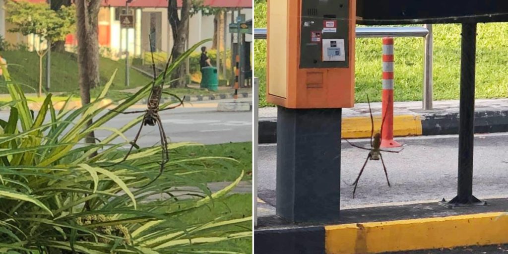 Giant Spider Hangs Out In Yishun, Resident Snaps Photos & Posts Them On