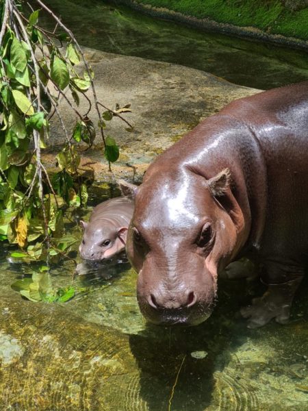 S’pore Zoo Welcomes Newborn Baby Pygmy Hippo Named Miata, You Can Now ...